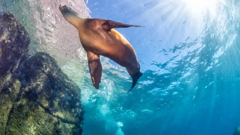 foca nadando en el océano