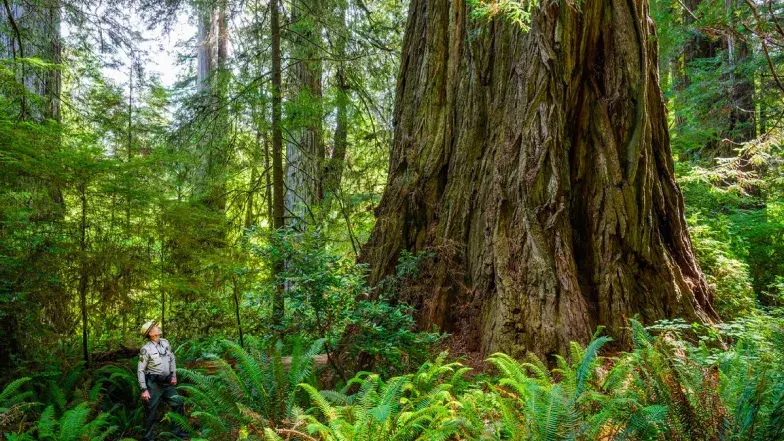 woman walking among redwoods