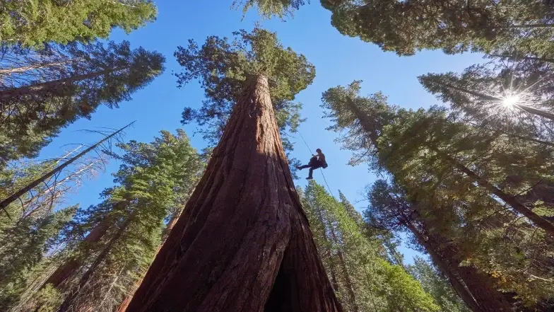 troncos de árbol