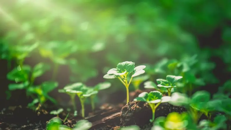 plants growing in soil